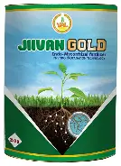 JIVAN GOLD PEARL