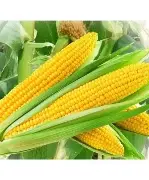 JIVAN CORN