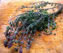 JIVAN WILD THYME